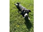 Adopt Draco a Black - with White Pit Bull Terrier / Labrador Retriever / Mixed