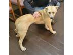 Adopt Georgia Brown a Tan/Yellow/Fawn - with White German Shepherd Dog / Mixed