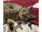 Adopt Roxie a Brown Tabby Domestic Shorthair (short coat) cat in College