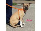 Adopt ANN a Tan/Yellow/Fawn - with White American Pit Bull Terrier / Black Mouth