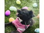 Adopt Negrita - So cute:) a Black - with White Pekingese / Mixed dog in El