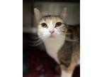 Adopt Spicy a Brown Tabby Domestic Shorthair / Mixed Breed (Medium) / Mixed