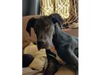 Adopt Apollo a Black Great Dane / Mixed dog in Worcester, MA (41025086)