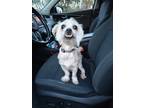 Adopt Shaggy a White Shih Tzu / Mixed dog in Worcester, MA (41281582)