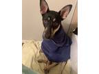 Adopt Nova a Black - with Tan, Yellow or Fawn German Shepherd Dog / Mixed dog in