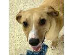Adopt Buddy 5148 a Tan/Yellow/Fawn Beagle / Mixed Breed (Medium) dog in