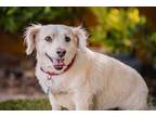 Adopt Beau a American Eskimo Dog / Corgi / Mixed dog in Seattle, WA (41193846)