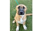 Adopt April a Tan/Yellow/Fawn Anatolian Shepherd / Mixed Breed (Medium) / Mixed