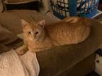 Adopt Ziggy a Orange or Red Tabby Domestic Shorthair (short coat) cat in