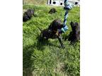 Adopt Orange a Black Labrador Retriever / German Shorthaired Pointer / Mixed dog
