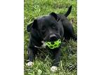 Adopt WRANGLER a Labrador Retriever / Great Pyrenees / Mixed dog in Norwich