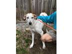 Adopt Fantasia a White - with Tan, Yellow or Fawn Mixed Breed (Large) / Mixed