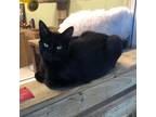 Adopt Binx a Domestic Shorthair / Mixed (short coat) cat in Dalton