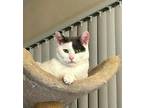 Adopt Applesauce a White Domestic Shorthair / Mixed Breed (Medium) / Mixed