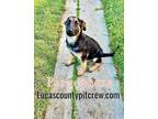 Adopt Persephone a Tricolor (Tan/Brown & Black & White) German Shepherd Dog /