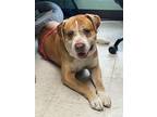Adopt Hulk - Adoptable a Affenpinscher / Mixed Breed (Medium) / Mixed dog in