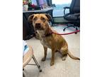 Adopt Hope - Adoptable a Labrador Retriever / Mixed Breed (Medium) / Mixed dog