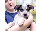 Adopt Buster a White Great Pyrenees / Mixed dog in West Grove, PA (41316335)