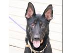 Adopt Zeke a Black German Shepherd Dog / Mixed Breed (Medium) / Mixed (short