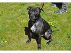 Adopt Tino a Black - with White Pit Bull Terrier / Mixed dog in Coupeville