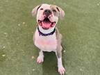 Adopt Big Poppa a White American Pit Bull Terrier / Mixed Breed (Medium) / Mixed