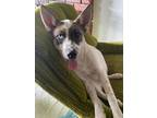 Adopt Harlow a White Australian Shepherd / Husky / Mixed (short coat) dog in