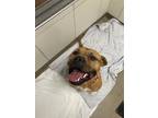 Adopt Superman a Brindle American Pit Bull Terrier / Mixed Breed (Medium) /