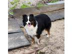 Adopt Princess a Tricolor (Tan/Brown & Black & White) Australian Shepherd /