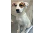 Adopt Ginger a White Bernese Mountain Dog / English Springer Spaniel / Mixed