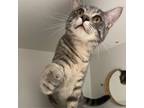Adopt Magnus a Gray, Blue or Silver Tabby Domestic Shorthair / Mixed Breed