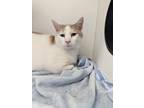 Adopt Eddie a White Domestic Shorthair / Mixed Breed (Medium) / Mixed (short