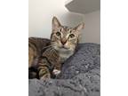 Adopt Becky a White Domestic Shorthair / Mixed Breed (Medium) / Mixed (short
