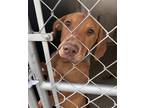 Adopt Big Red a Red/Golden/Orange/Chestnut German Shepherd Dog / Rottweiler /