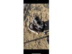 Adopt Rhea a Black - with White Dalmatian / Mixed dog in Henderson