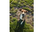 Adopt Tony a Tricolor (Tan/Brown & Black & White) Beagle / Hound (Unknown Type)