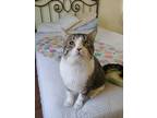 Adopt Freddy a Gray, Blue or Silver Tabby Domestic Shorthair (short coat) cat in