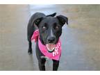 Adopt Nila a Black Labrador Retriever / Border Collie / Mixed dog in Stagecoach