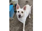 Adopt Bandit a White - with Tan, Yellow or Fawn German Shepherd Dog / Australian