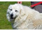 Adopt Biggie a White Great Pyrenees / Mixed dog in Coupeville, WA (41319751)