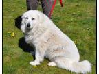 Adopt Leontine a White Great Pyrenees / Mixed dog in Coupeville, WA (41319758)