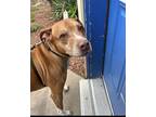 Adopt Diesel a Brindle Mixed Breed (Small) / Mixed Breed (Medium) / Mixed (short