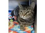 Adopt Murphy a Brown Tabby Domestic Shorthair / Mixed Breed (Medium) / Mixed