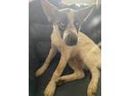 Adopt Godzilla a White Australian Shepherd / Husky / Mixed (short coat) dog in