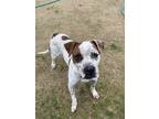 Adopt Allie a White Mixed Breed (Small) / Mixed Breed (Medium) / Mixed (short