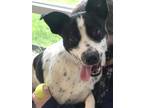 Adopt Wrangler a White Australian Cattle Dog / Mixed Breed (Medium) / Mixed