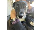 Adopt Oreo a Black Neapolitan Mastiff / Mixed Breed (Medium) / Mixed (short
