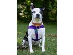 Adopt Lelu *Pocket Sized Princess* a White - with Black Boston Terrier / Pit