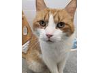 Adopt Marshall a Orange or Red Domestic Shorthair / Mixed Breed (Medium) / Mixed