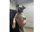 Adopt Quesadilla a Tan/Yellow/Fawn - with Black Pug / Mixed dog in Richmond