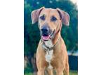 Adopt Samson a Doberman Pinscher / Corgi / Mixed dog in Freeport, NY (40500585)
